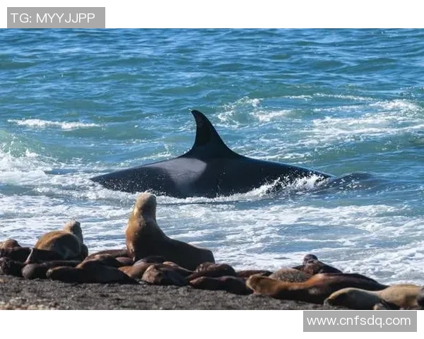 阿根廷与海洋的对话探秘：文化交流与自然奇观的交汇点